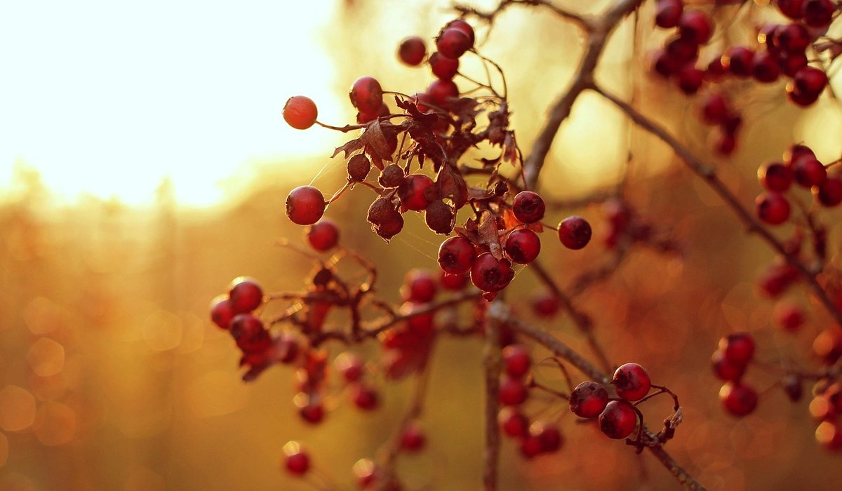 The Rowan Grove