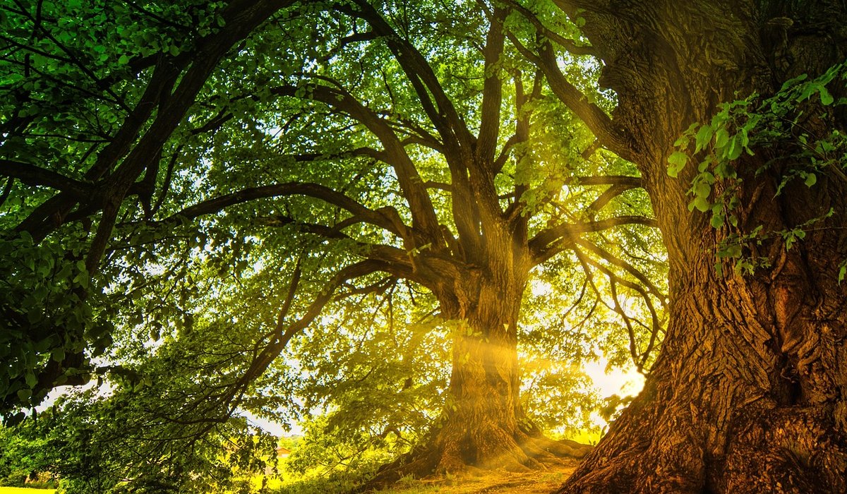 The Rowan Grove