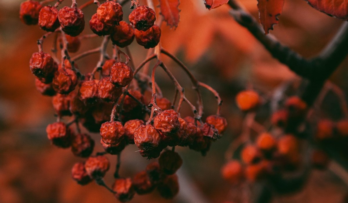 The Rowan Grove