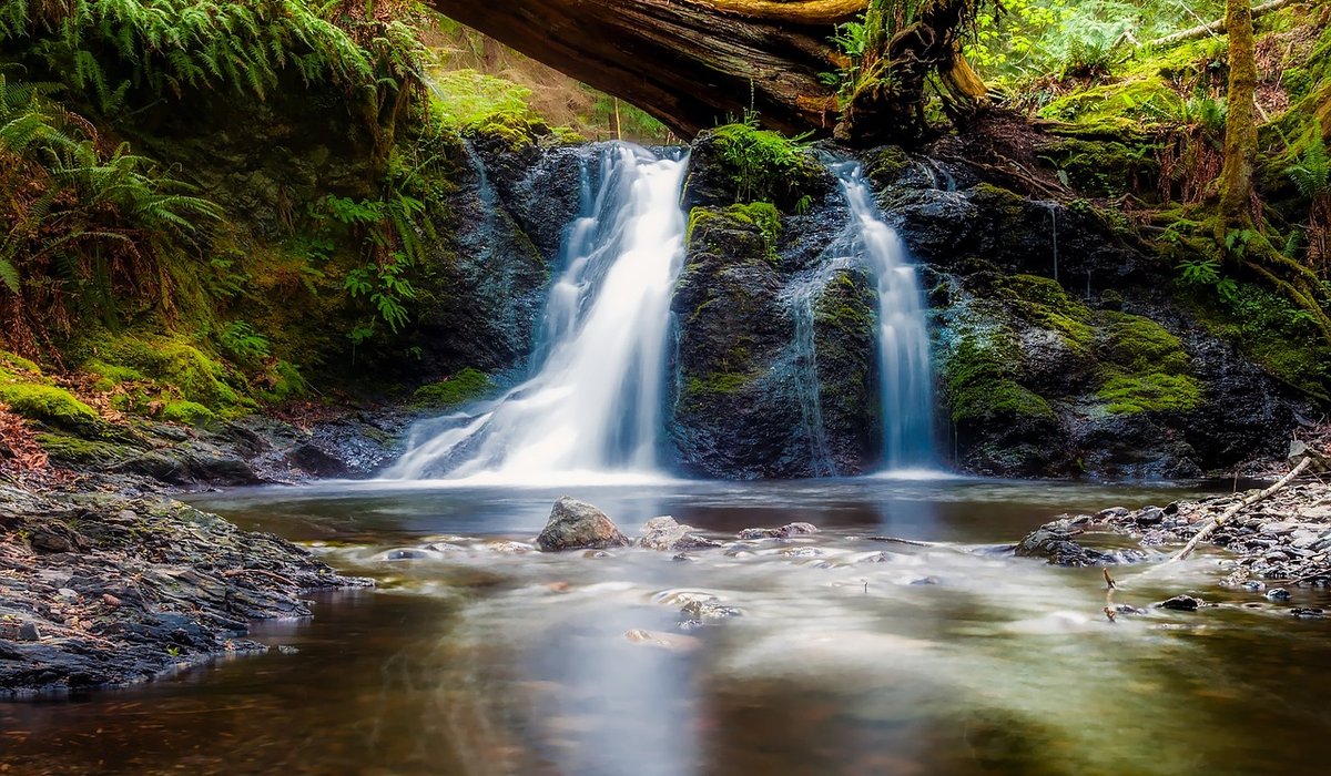 The Rowan Grove