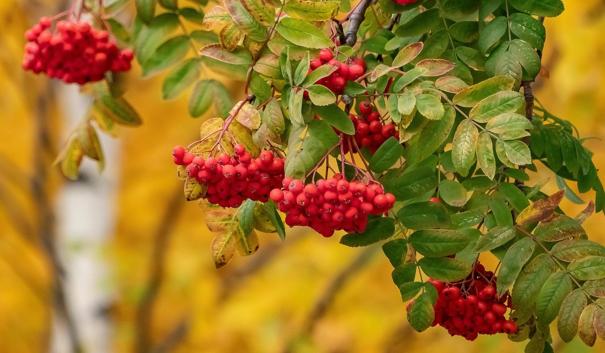 The Rowan Grove