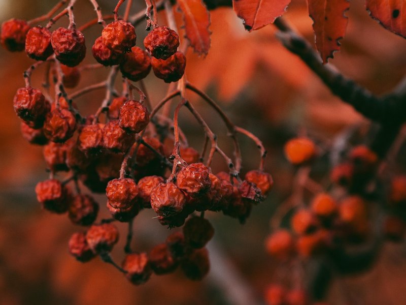 The Rowan Grove