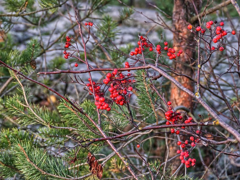 The Rowan Grove