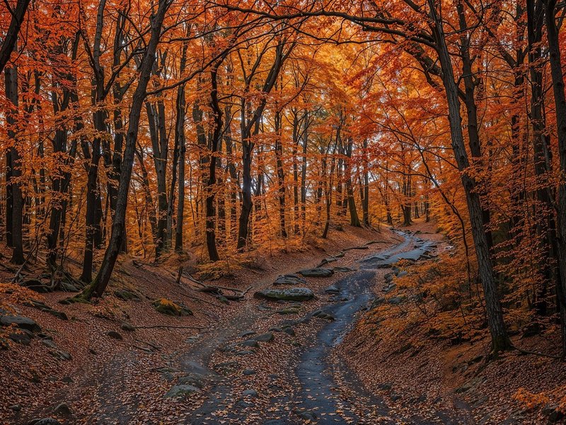 The Rowan Grove