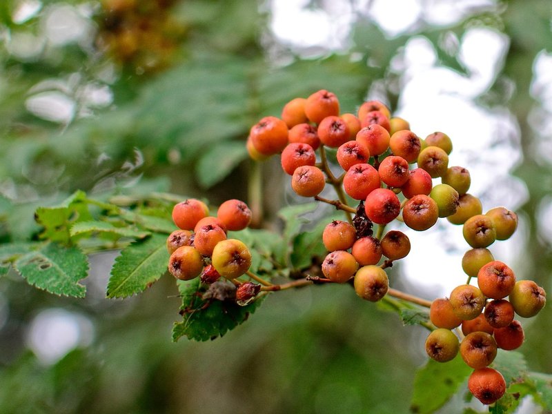 The Rowan Grove